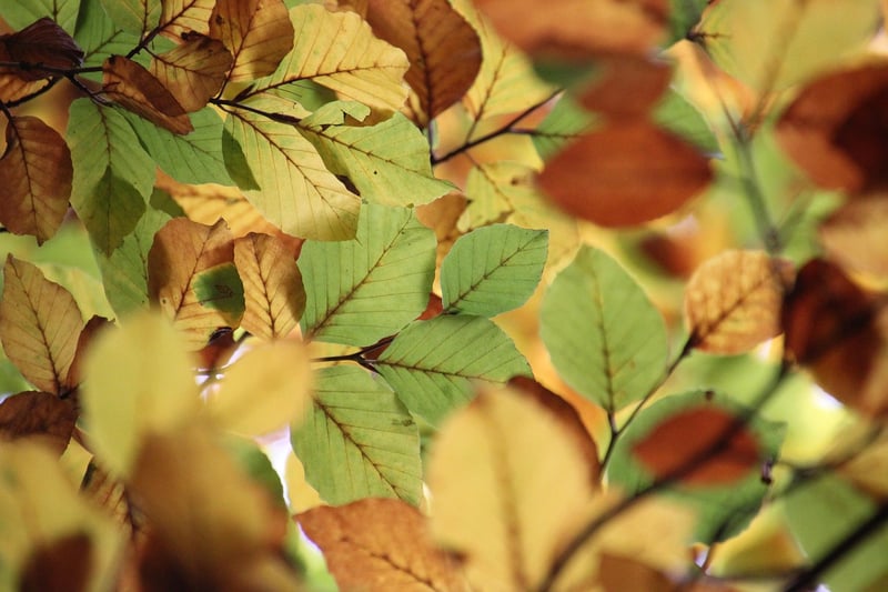Whimsical Tree Canopy